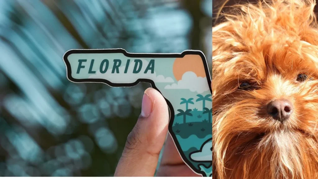 A dog proudly holds a Florida-shaped magnet alongside a photo of another dog, showcasing a playful moment.