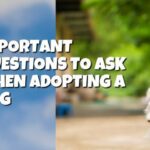 Important Questions to Ask When Adopting a Dog