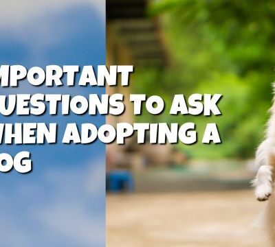 Important Questions to Ask When Adopting a Dog