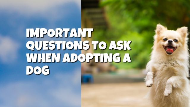 Important Questions to Ask When Adopting a Dog