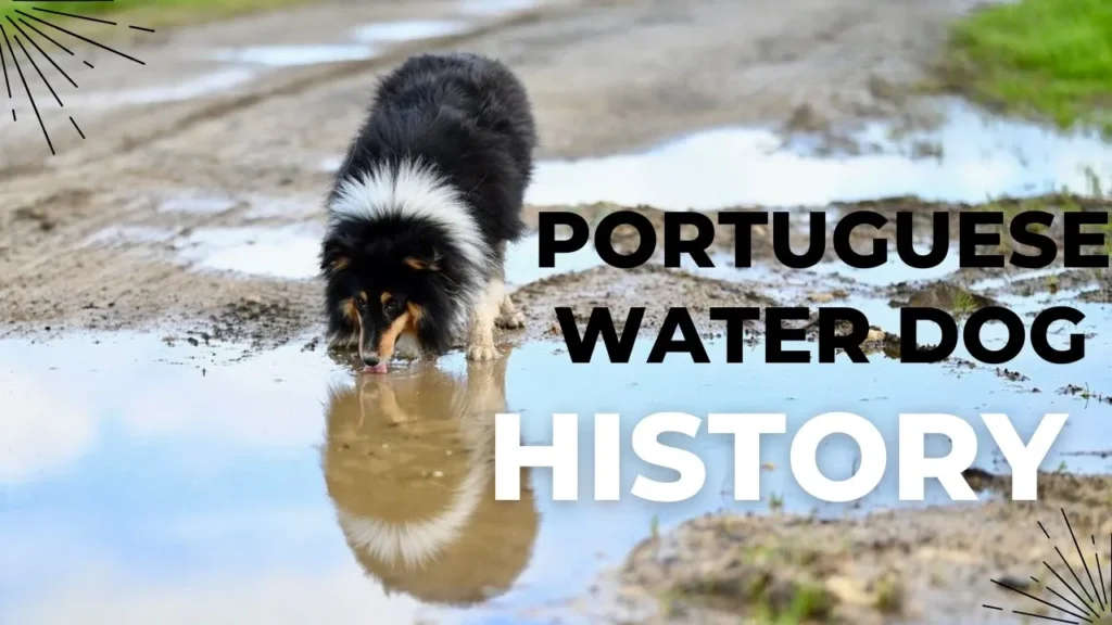 A Portuguese Water Dog, showcasing its rich history as a skilled fisherman’s companion and loyal family pet.
