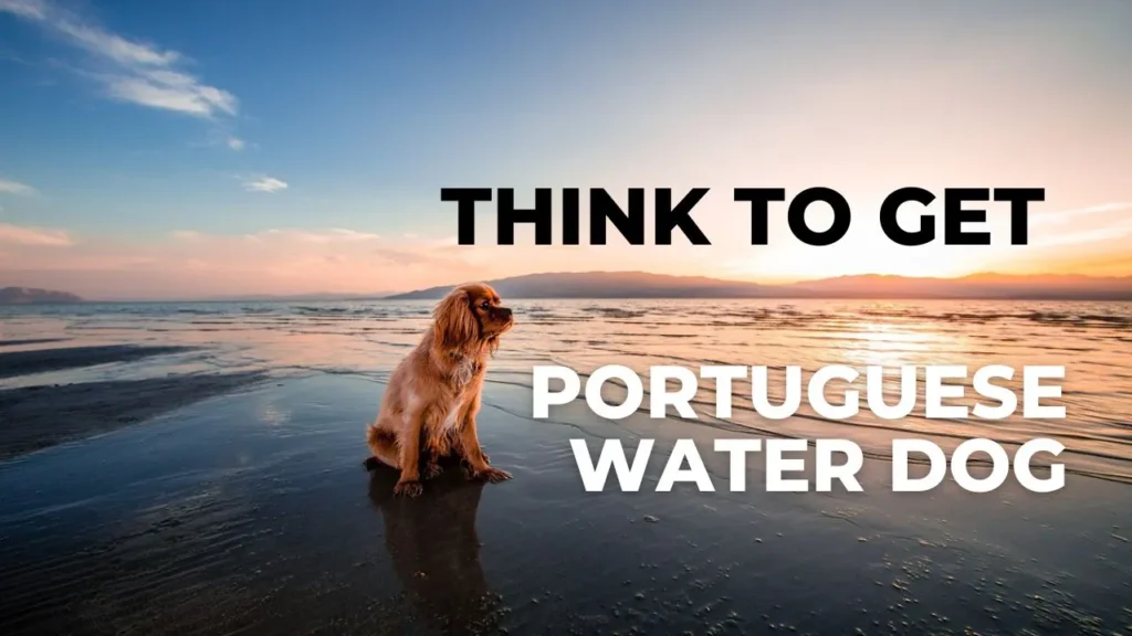 A Portuguese Water Dog standing on a sandy beach, showcasing its curly coat and playful demeanor against a blue sky.