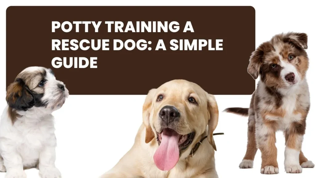  A simple guide for potty training a rescue dog, featuring step-by-step instructions and helpful tips for success.