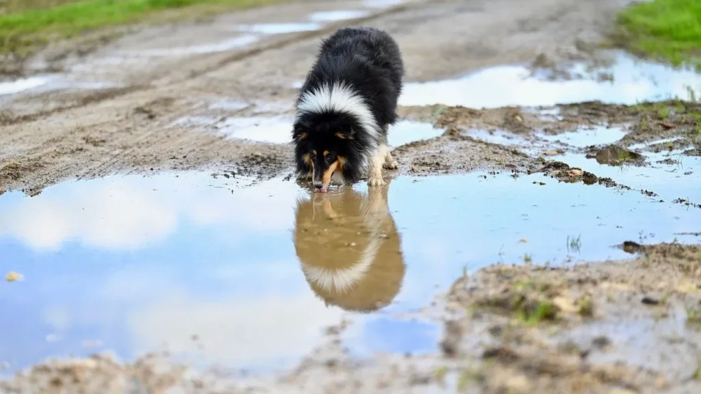 water dog