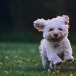 Potty Training a Rescue Dog: Tips for Success