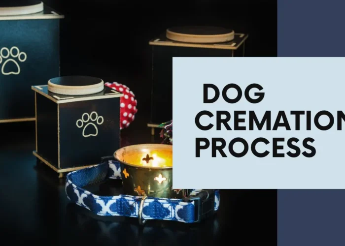 How Much Does It Cost To Cremate A Dog