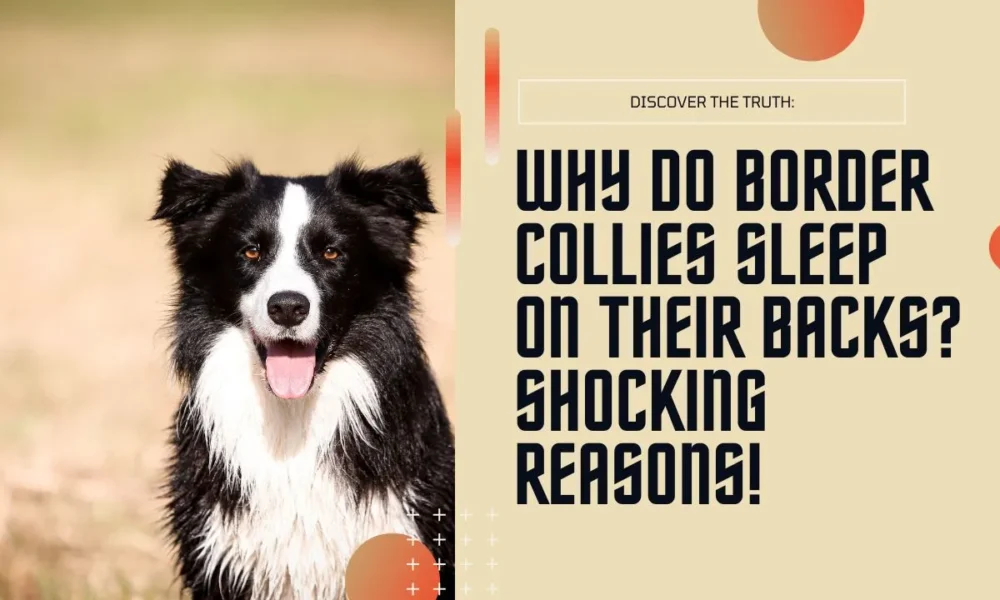 Why Do Border Collies Sleep on Their Backs? Shocking Reasons!