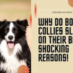 Why Do Border Collies Sleep on Their Backs? Shocking Reasons!