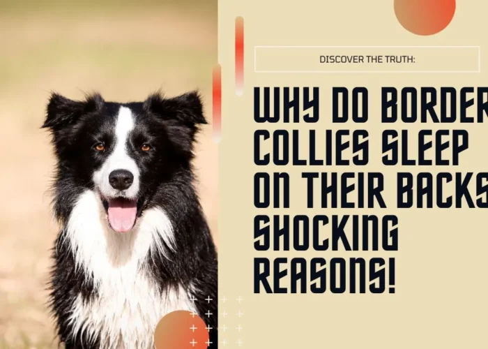 Why Do Border Collies Sleep on Their Backs? Shocking Reasons!