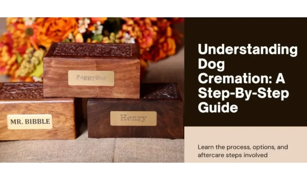 Step-by-step guide on understanding dog cremation, featuring key insights and essential information for pet owners.