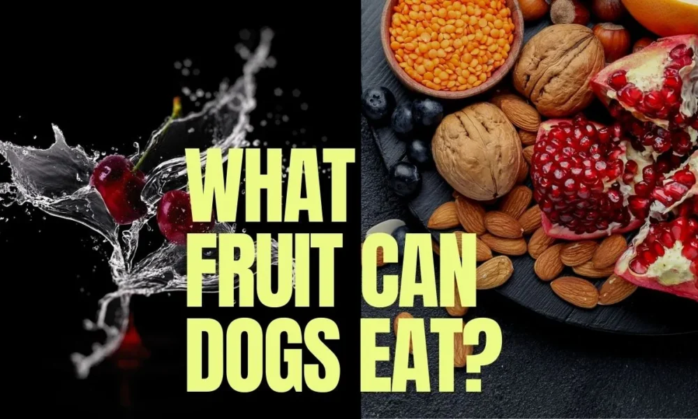 What Fruit & Vegetables Can Dogs Eat? | Benefits | FAQs