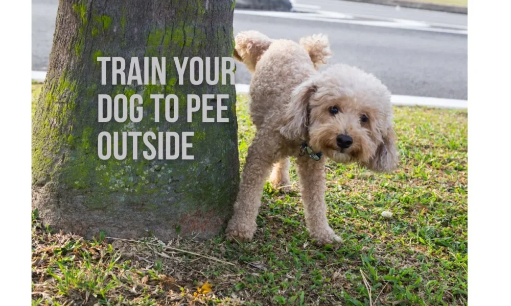 How to Train a Dog to Pee Outside: A Step-by-Step Guide for Success