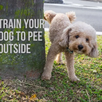 How to Train a Dog to Pee Outside: A Step-by-Step Guide for Success