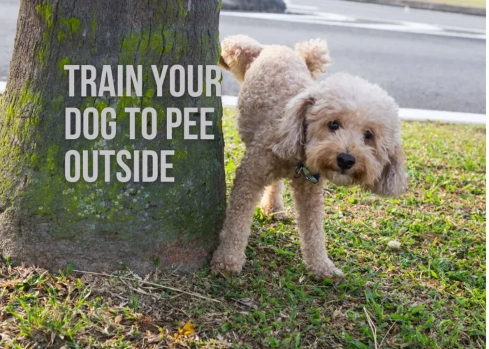 How to Train a Dog to Pee Outside: A Step-by-Step Guide for Success