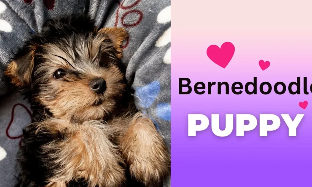 Mini Bernedoodle Puppy Pictures and Facts