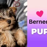 Mini Bernedoodle Puppy Pictures and Facts