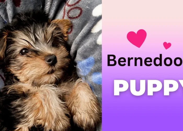 Mini Bernedoodle Puppy Pictures and Facts