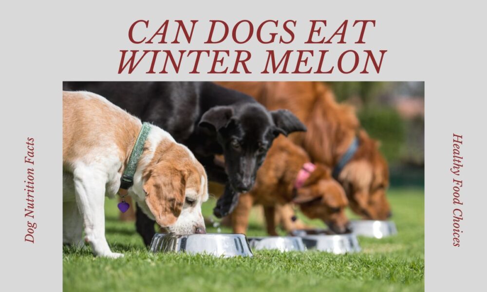 Can Dogs Eat Winter Melon? Benefits & Tagalog Info