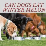 Can Dogs Eat Winter Melon? Benefits & Tagalog Info