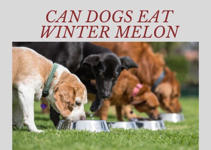 Can Dogs Eat Winter Melon? Benefits & Tagalog Info