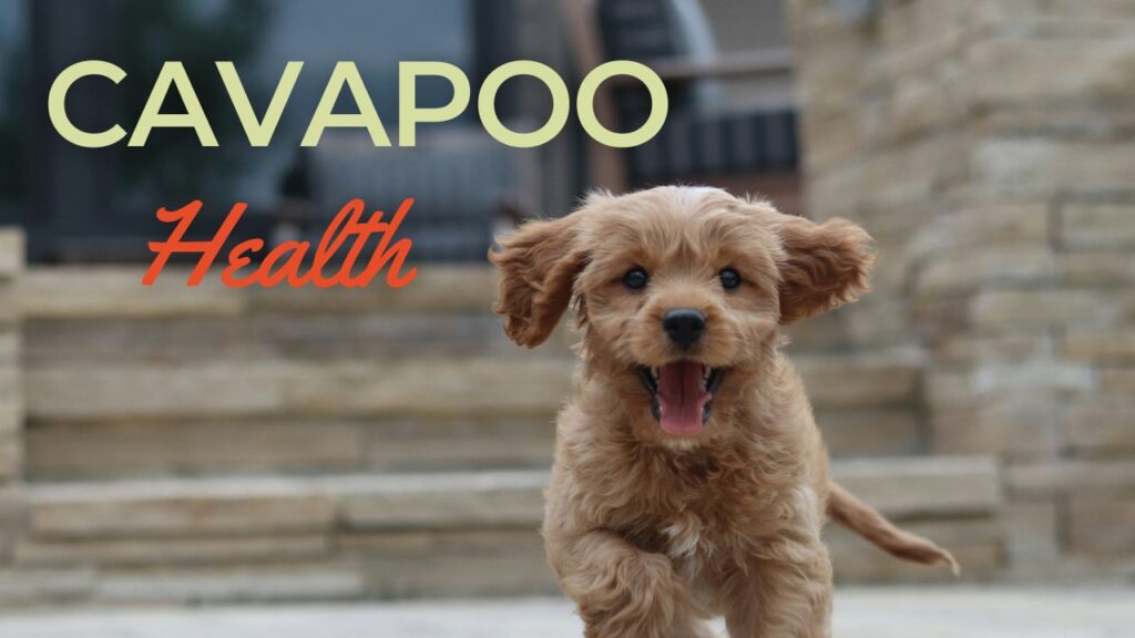 Cavapoo Health Common Concerns and Preventative