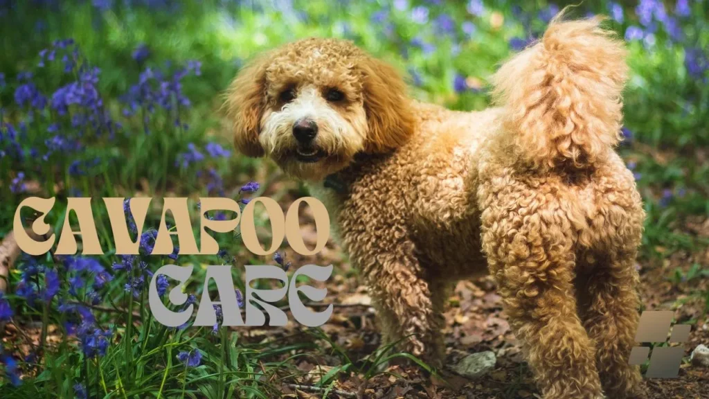 cavapoo health