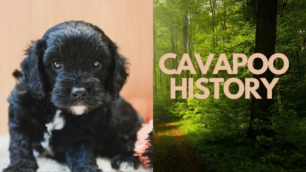 A Look Back: The History of the Cavapoo