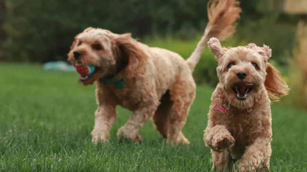 Cavapoo with other pets