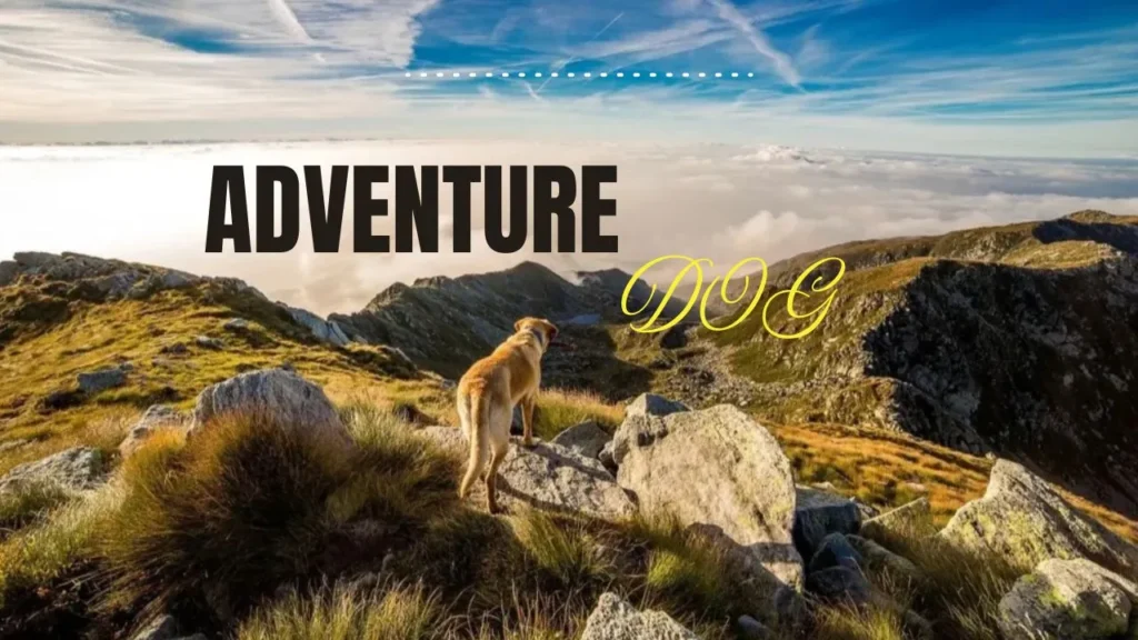 A spirited adventure dog, ready for exploration, showcasing its playful and energetic personality in the great outdoors.