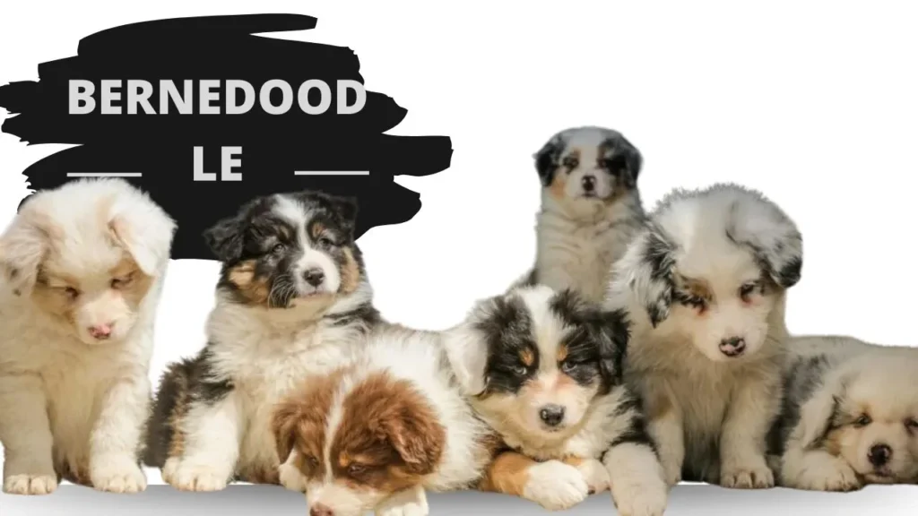  A group of adorable puppies sitting in front of a sign that reads "Bernedoodle."