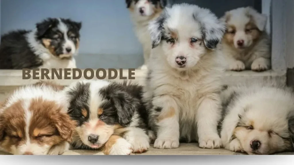 3. A charming group of puppies poses in front of a sign that says "Bernedoodle."