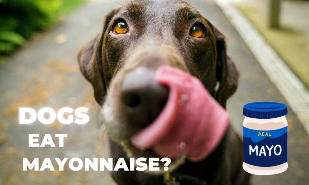 Can Dogs Eat Mayonnaise? Nutritional Facts & FAQ