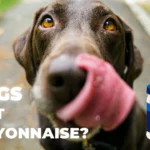 Can Dogs Eat Mayonnaise? Nutritional Facts & FAQ