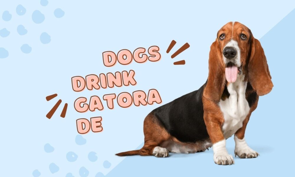 Can Dogs Have Gatorade for Nausea? Find Out Now!