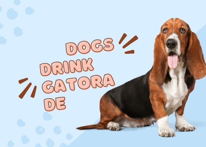 Can Dogs Have Gatorade for Nausea? Find Out Now!