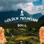 Golden Mountain Dogs: The Secret to Their Lovable Nature