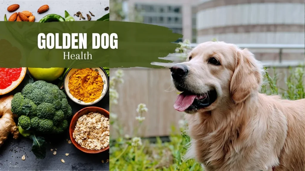 Golden Mountain Dog Health