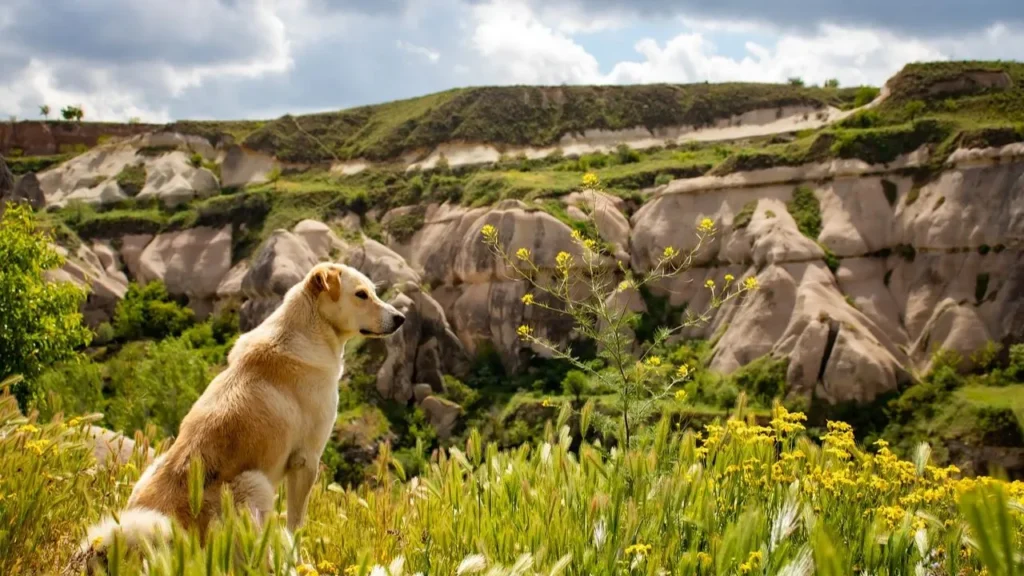 Golden Mountain Dog Coat Color and Grooming