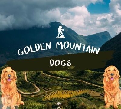 Golden Mountain Dogs: The Secret to Their Lovable Nature