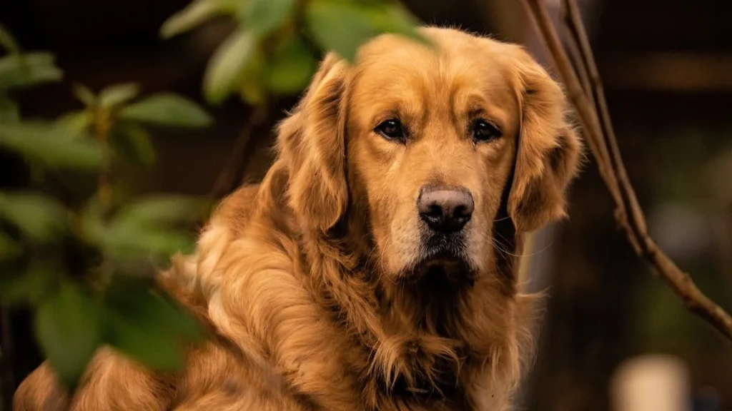 Golden Mountain Dog Care