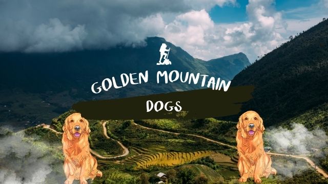 Golden Mountain Dogs: The Secret to Their Lovable Nature