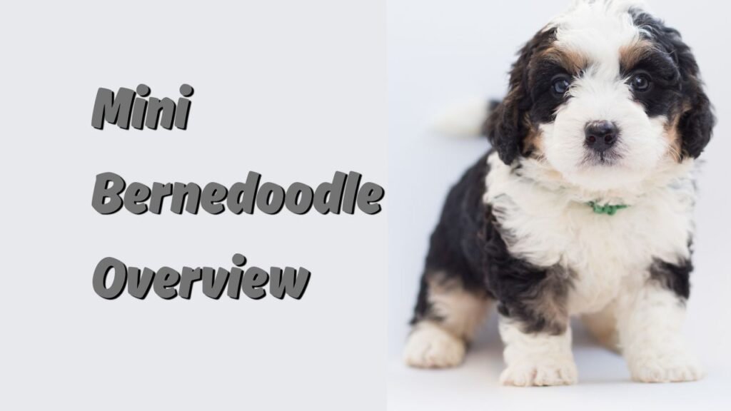 Mini Bernedoodle Overview