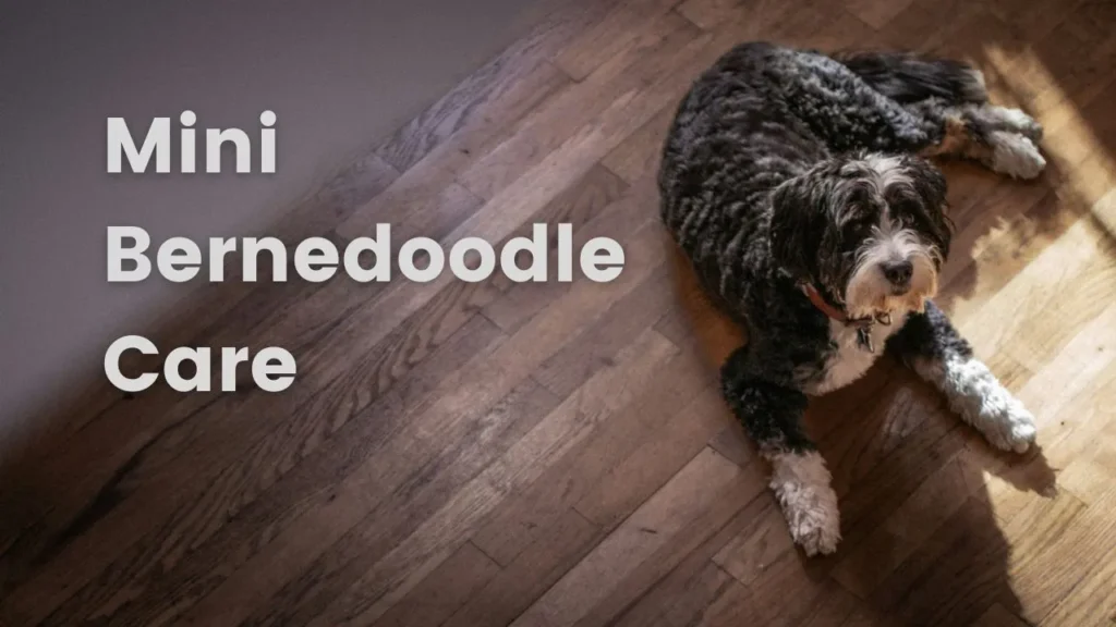 Mini Bernedoodle Care