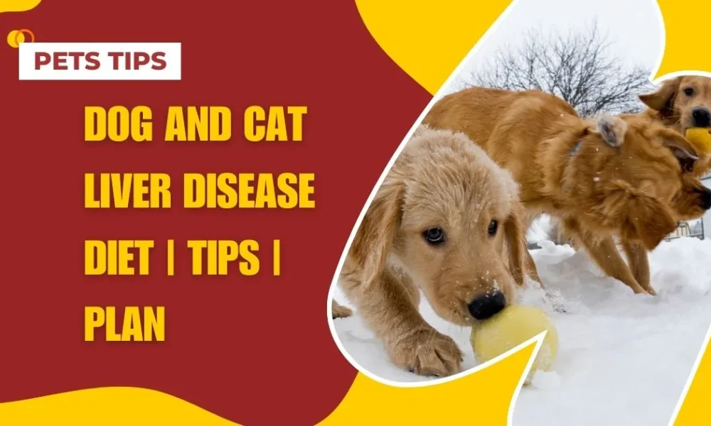 Dog and Cat Liver Disease Diet | Tips | Plan