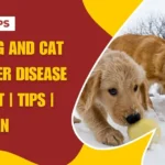 Dog and Cat Liver Disease Diet | Tips | Plan