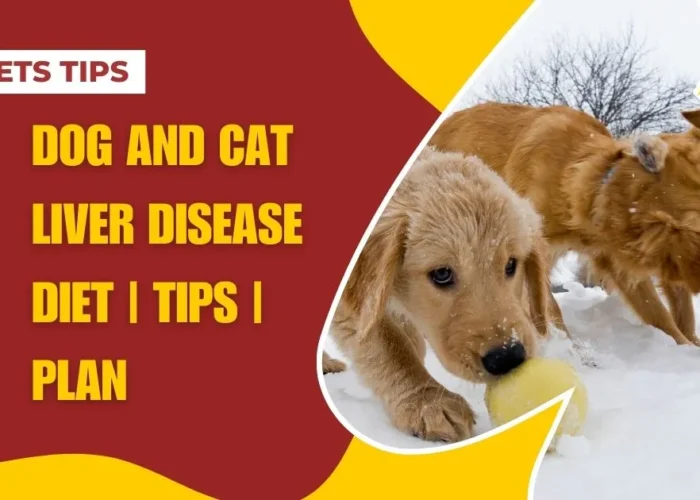 Dog and Cat Liver Disease Diet | Tips | Plan