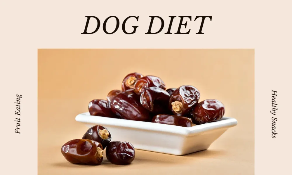 Can Dog Eat Dates Fruit? Benefits Dates For Dogs