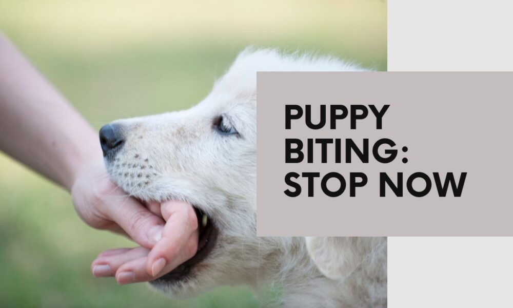 Stopping Puppy Biting: Training Bite Inhibition Effectively