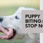 Stopping Puppy Biting: Training Bite Inhibition Effectively