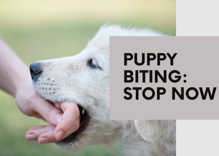 Stopping Puppy Biting: Training Bite Inhibition Effectively